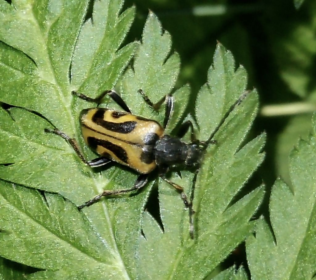 In Valnontey (Cogne): Brachyta interrogationis (Cerambycidae)